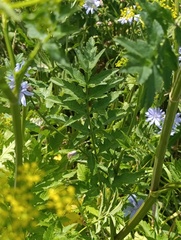 Pastinaca sativa, photograph (c) Мирослав Соболев, some rights reserved (CC BY)
