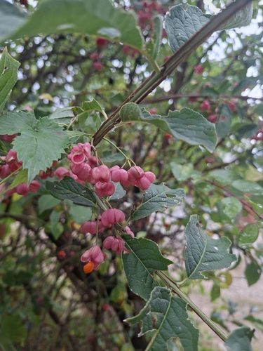 Spindle