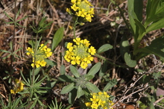 Alyssum montanum gmelinii