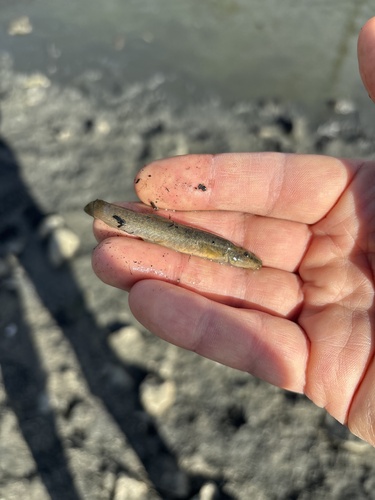 Stone Loach