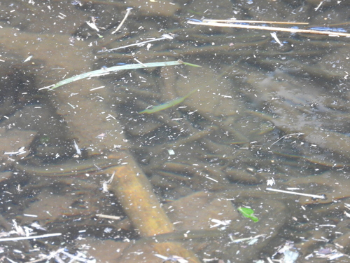 Southern Redbelly Dace