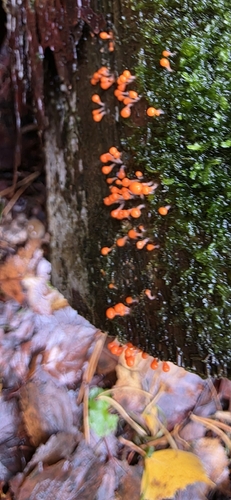 salmon-eggs