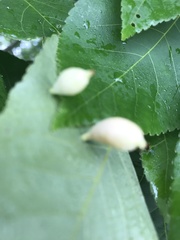 Phylloxera caryaegummosa