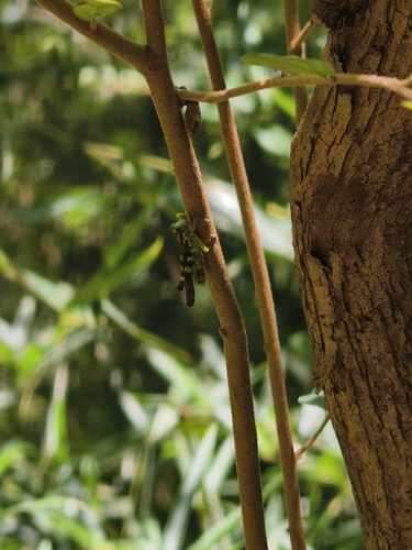 China mantispoides