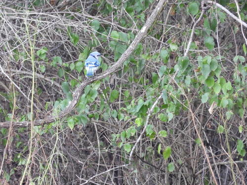 Blue Jay