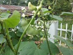 Phaseolus vulgaris