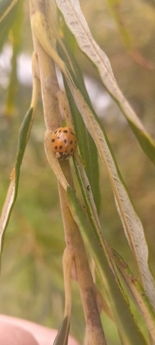 Asian Lady Beetle