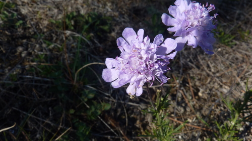 Scabiosa canescens, photograph 1