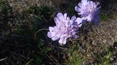 Scabiosa canescens, photograph (c) Michael Andresek, some rights reserved (CC BY)