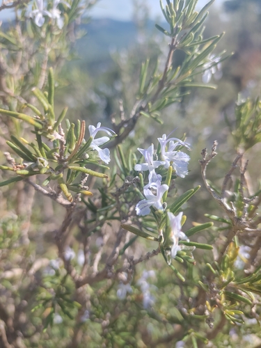 Rosemary