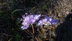 Scabiosa canescens