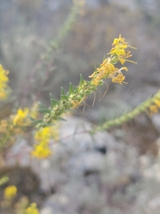 Odontites luteus