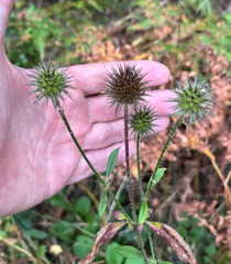 Dipsacus strigosus