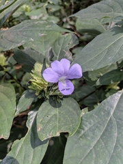 Barleria strigosa