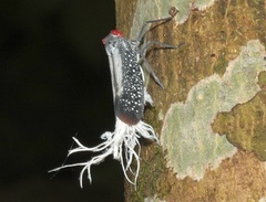 Lystra lanata