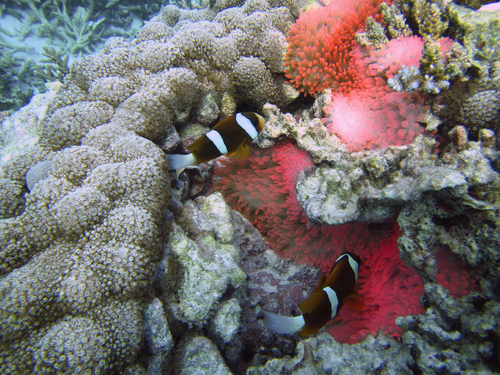 Amphiprion akindynos