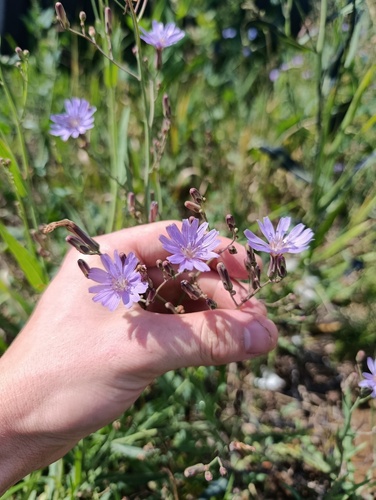 Lactuca tatarica