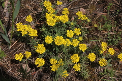 Alyssum montanum gmelinii