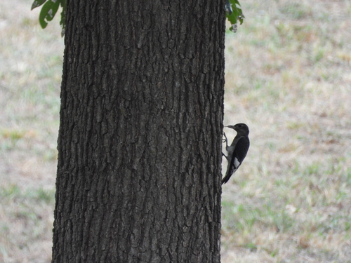 Red-headed Woodpecker