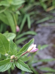 (c) Salza Palpurina, some rights reserved (CC BY) Epilobium hirsutum, photograph (c) Salza Palpurina, some rights reserved (CC BY)