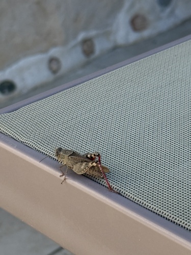 Italian locust