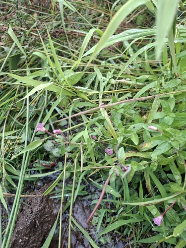 Epilobium hirsutum, photograph 2