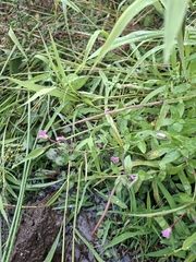 (c) Salza Palpurina, some rights reserved (CC BY) Epilobium hirsutum, photograph (c) Salza Palpurina, some rights reserved (CC BY)