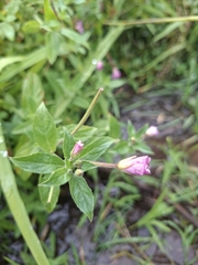 (c) Salza Palpurina, some rights reserved (CC BY) Epilobium hirsutum, photograph (c) Salza Palpurina, some rights reserved (CC BY)