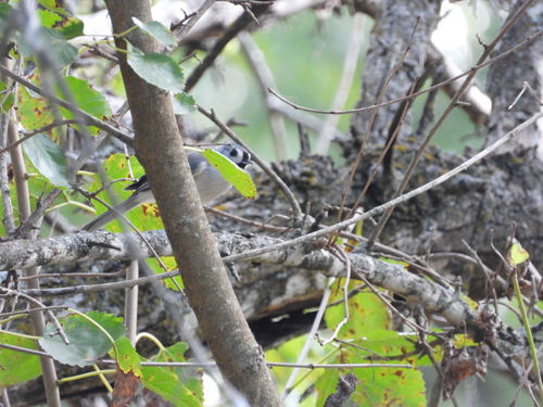 Tufted Titmouse