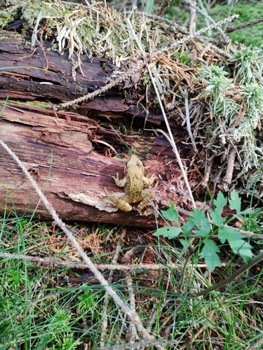 European Common Frog