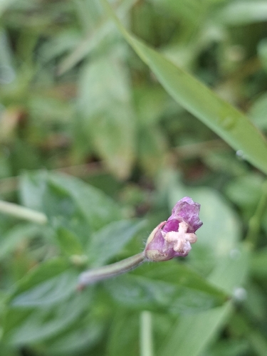 Epilobium hirsutum, photograph 4