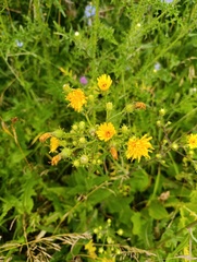 Picris hieracioides, photograph (c) Мирослав Соболев, some rights reserved (CC BY)
