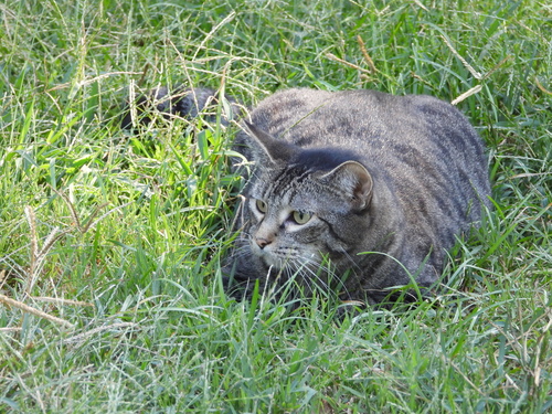 Domestic Cat