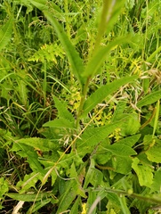 Picris hieracioides, photograph (c) Мирослав Соболев, some rights reserved (CC BY)
