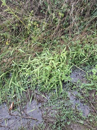 Epilobium hirsutum, photograph 5