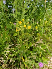 Picris hieracioides, photograph (c) Мирослав Соболев, some rights reserved (CC BY)