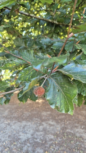 European beech