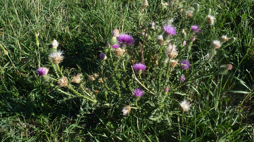 Carduus acanthoides