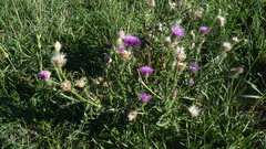 Carduus acanthoides