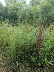 Artemisia abrotanum