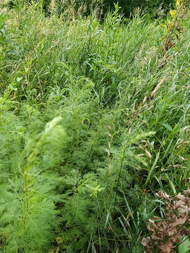Artemisia abrotanum, photograph 3