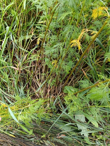 Artemisia abrotanum, photograph 4