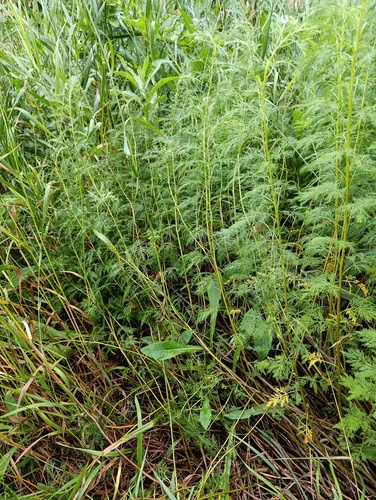 Artemisia abrotanum, photograph 5