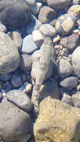Giant Goby
