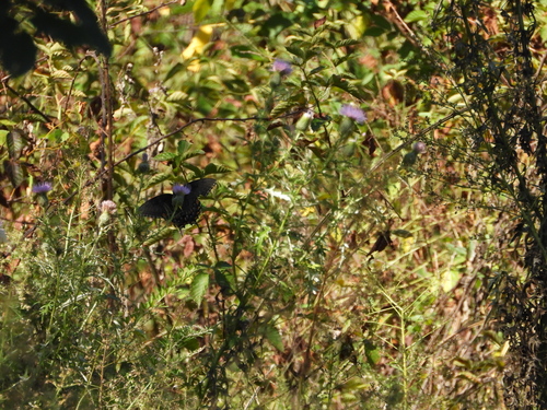 Eastern Tiger Swallowtail