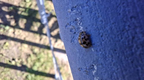 Poplar Ladybird Beetle