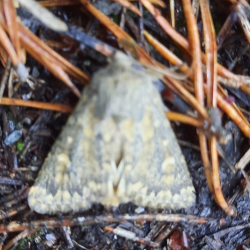 Brindled Ochre