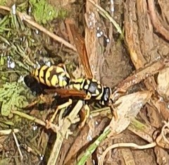 Polistes gallicus