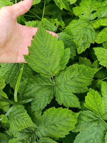 Rubus caesius, photograph 2