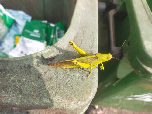Javanese Grasshopper